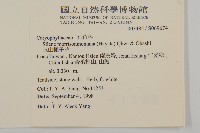 玉山蠅子草藏品圖，第2張