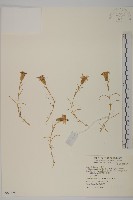 高山蠅子草藏品圖，第1張