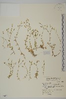 玉山卷耳藏品圖，第1張