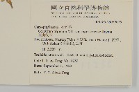 玉山卷耳藏品圖，第5張