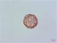 玉山卷耳藏品圖，第3張