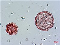 玉山卷耳藏品圖，第4張