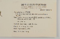 玉山卷耳藏品圖，第2張