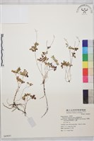 南湖唐松草藏品圖，第1張