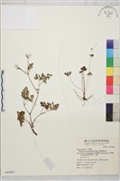 密葉唐松草藏品圖，第1張