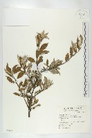 鄧氏胡頹子藏品圖，第1張