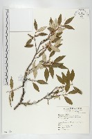 小葉胡頹子藏品圖，第1張