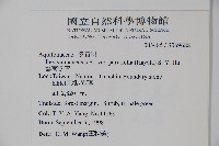 雲南冬青藏品圖，第2張