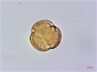 異葉木犀藏品圖，第2張