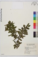 塔山鼠李藏品圖，第1張