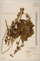 高山橐吾藏品圖，第1張