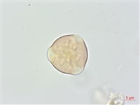 厚葉柃木藏品圖，第1張