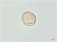 厚葉柃木藏品圖，第2張