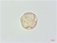 厚葉柃木藏品圖，第3張