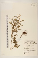 臺灣劉寄奴藏品圖，第1張