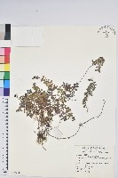 高山白珠樹藏品圖，第1張