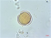 高山馬先蒿藏品圖，第3張