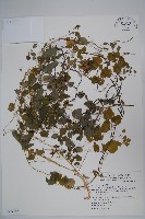 玉山山奶草藏品圖，第1張