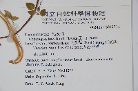 玉山山奶草藏品圖，第2張