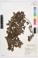 蔓烏頭藏品圖，第2張