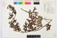 蔓烏頭藏品圖，第2張