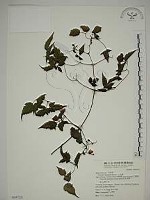 小木通藏品圖，第1張