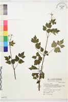 高山鐵線蓮藏品圖，第1張