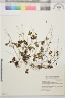 鹿場毛茛藏品圖，第1張