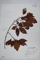 臺灣赤楊、臺灣榿木藏品圖，第1張