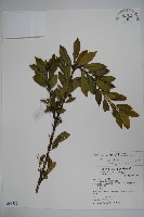 假黃楊藏品圖，第1張