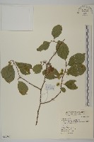 南華南蛇藤，青江藤藏品圖，第1張