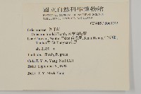 南華南蛇藤，青江藤藏品圖，第2張