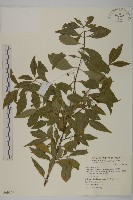 大丁黃藏品圖，第1張