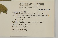 大丁黃藏品圖，第2張