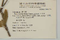 大丁黃藏品圖，第2張