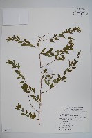 臺灣糯米條藏品圖，第1張