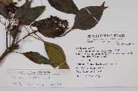 高山莢迷藏品圖，第2張