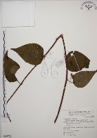 阿里山五味子藏品圖，第1張