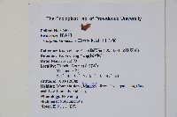 阿里山千金榆藏品圖，第2張