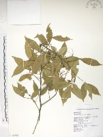 飛龍掌血藏品圖，第1張