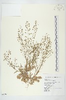 薺藏品圖，第1張