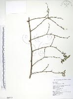 小構樹藏品圖，第1張