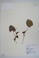 登錄號:S069771藏品圖，第1張