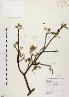 臺灣蘋果藏品圖，第1張