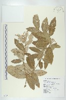 臺灣胡頹子藏品圖，第1張