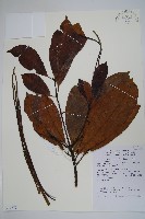 齒葉東北南星藏品圖，第1張