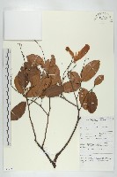 登錄號:S069780藏品圖，第1張