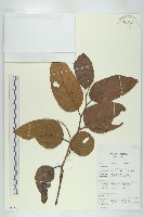 登錄號:S069781藏品圖，第1張