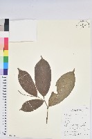 登錄號:S069786藏品圖，第1張