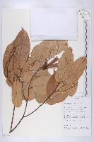 登錄號:S069789藏品圖，第1張